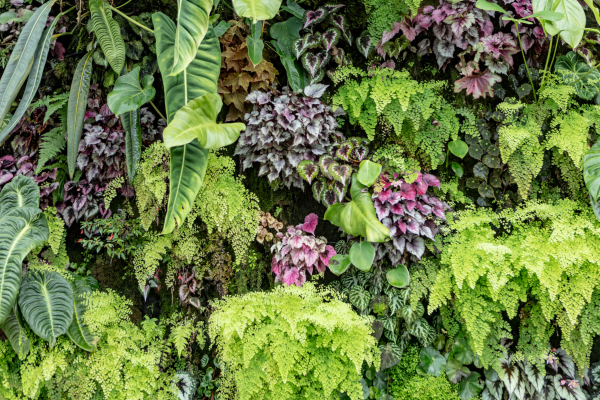 10 plantas ideais para o seu jardim vertical