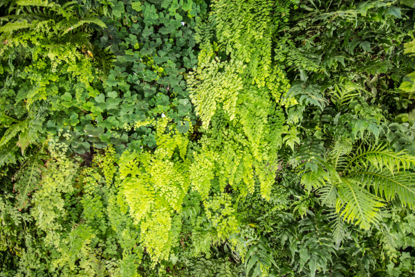 Jardim vertical de samambaias: Como fazer e manter