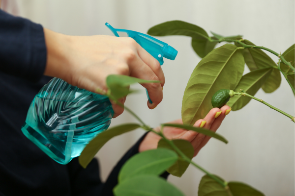 Flores Encantadoras em Vasos: Como Cuidar Delas em Jardins Pequenos