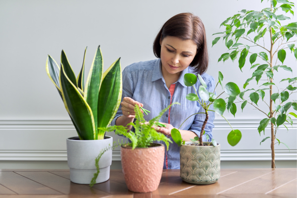 Plantas Ornamentais para Jardins Pequenos: Manutenção Descomplicada