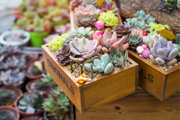 Decoração com Suculentas: Como Usar Essas Plantas em Espaços Reduzidos