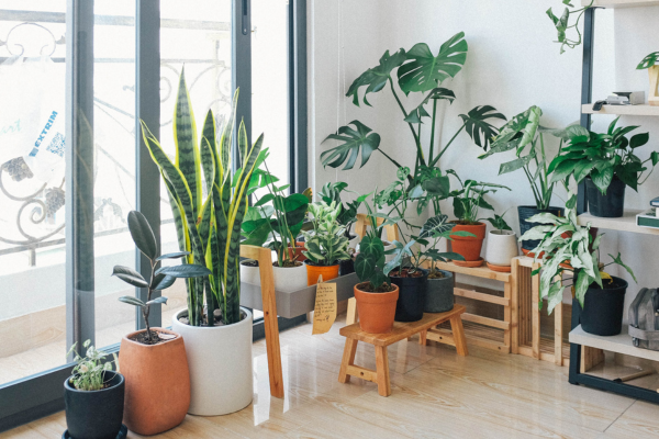 Decoração com Plantas: Como Tornar Seu Espaço Pequeno Mais Verde