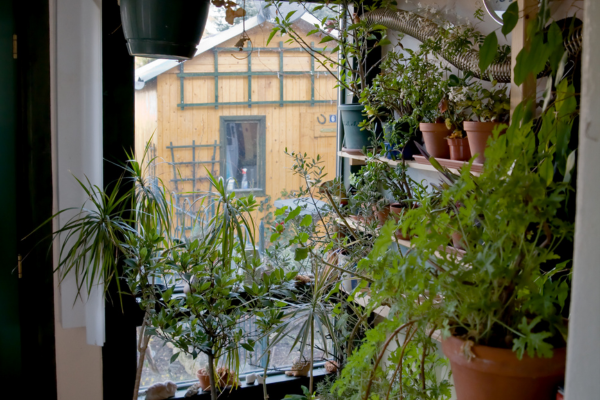 Como Criar um Jardim Vertical Deslumbrante em uma Varanda Pequena