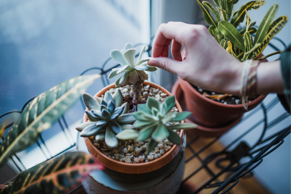 Decoração com Suculentas: Beleza e Praticidade para Ambientes Compactos