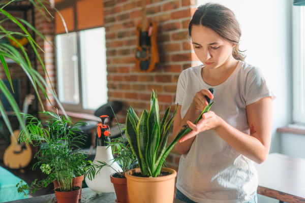 Manutenção tranquila: Cuidando do seu Jardim em Espaço Reduzido