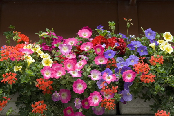 Um Mar de Cores na Sua Varanda: Flores que Encantam