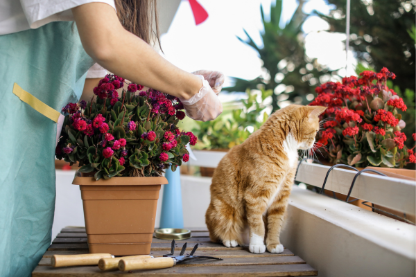 Dicas de Plantio e Cuidados para Flores de Varanda