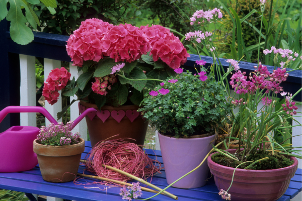 Cultive a Beleza em Espaços Pequenos: Flores de Varanda