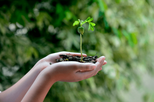 Ecologia: Sua Importância e Conceitos